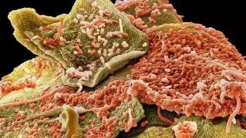 不用喂药！不用追！轻轻喷在它们的必经之路，就能瞬间“制服”！