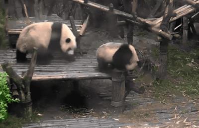 【荐读】熊猫:萌啥子哟,我是要雄起!