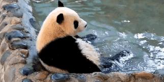 熊猫萌到什么程度,熊猫萌