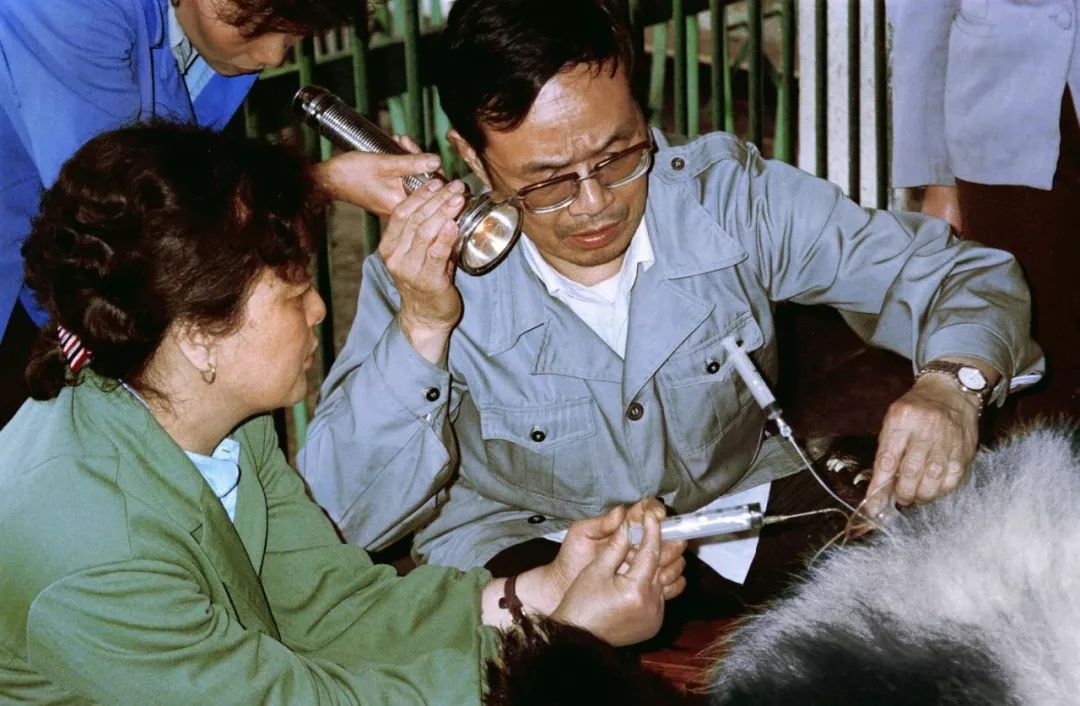 熊猫萌啦,熊猫萌