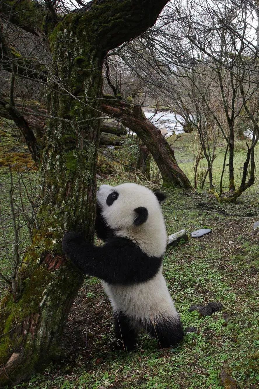 【荐读】熊猫:萌啥子哟,我是要雄起!