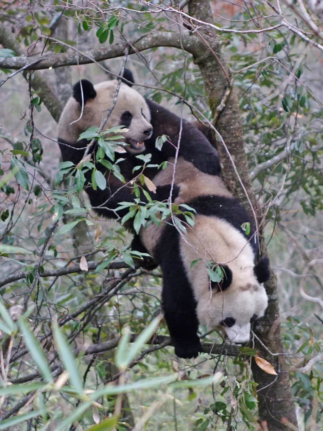 【荐读】熊猫:萌啥子哟,我是要雄起!