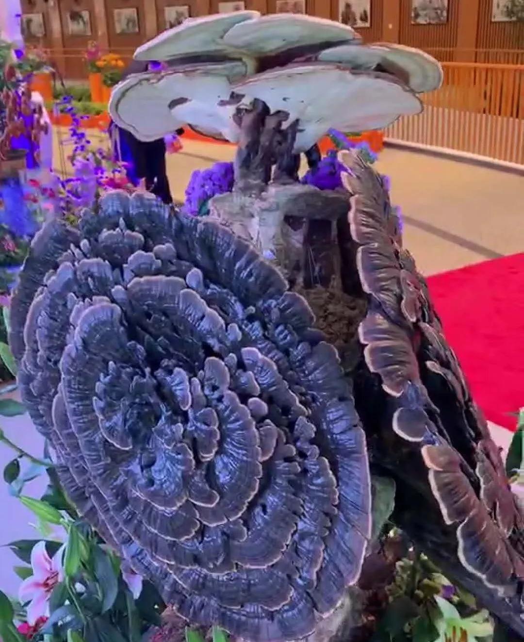 总书记来到世园会黑龙江馆，“花仙子”导游推介龙江园艺特色！