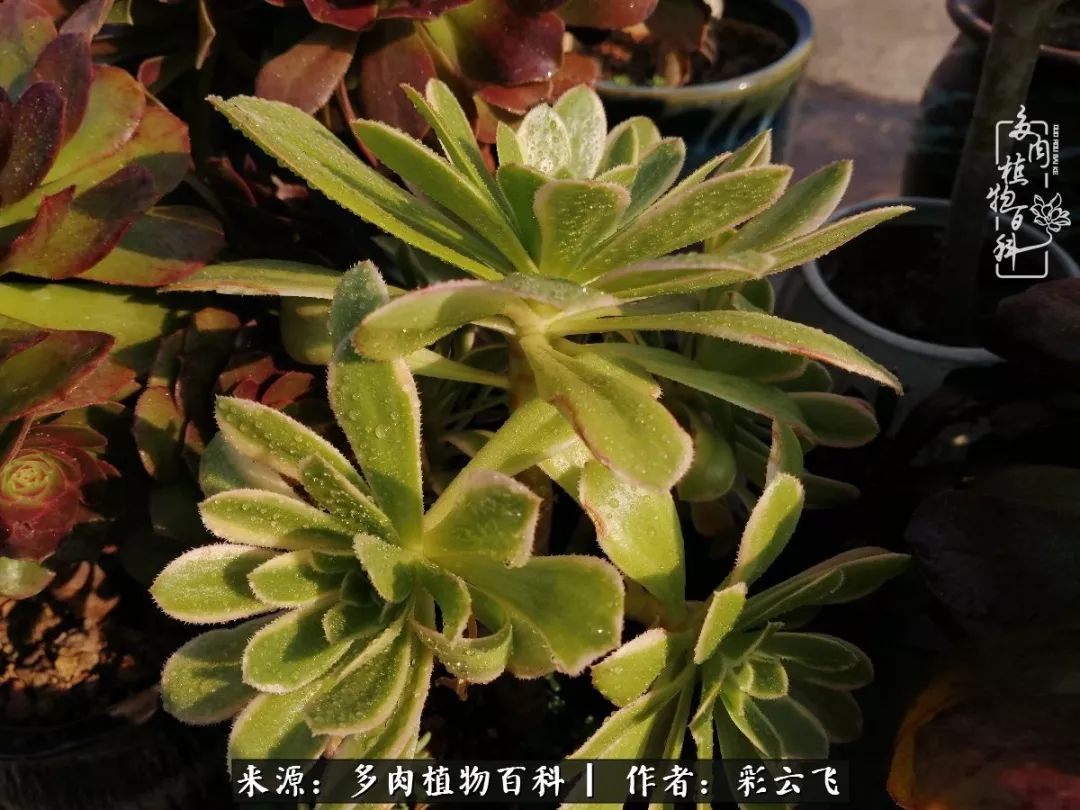 爱春天,爱阳光,爱法师!让我们一起跳法师坑吧!