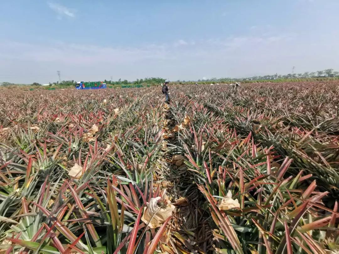 为了给你这个春天最好的凤梨，我们亲自去了高雄田间…