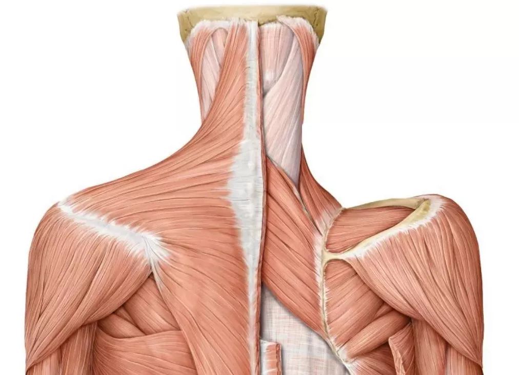 童星逆袭视频,童星有哪些成功转型