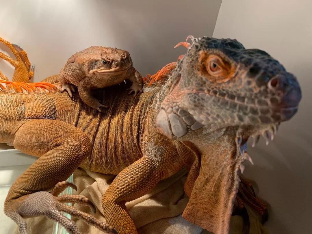 太震撼了！85后帅哥笔下的鬼神世界，迷倒了上万人......