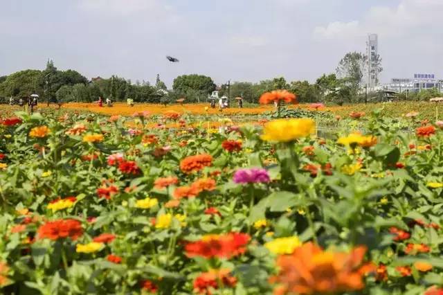 已爆满！刚刚湖州这个景区发出紧急通知，请前往周边游玩