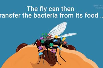 苍蝇落在食物上会干什么,苍蝇落在食物上会做些什么