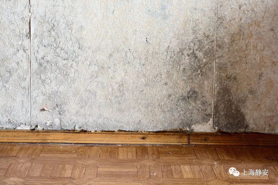 家里墙壁发霉怎么快速去除,墙壁发霉有很多小虫子怎么去除