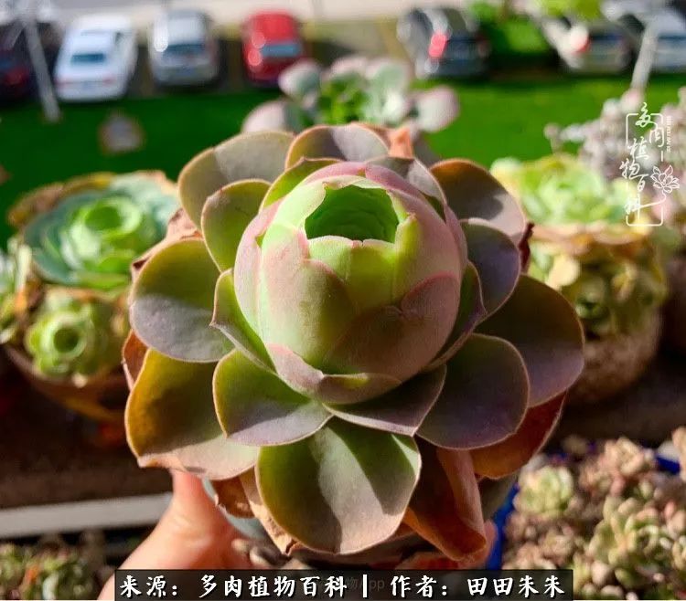 玫小青,7月份了山地玫瑰该怎么养