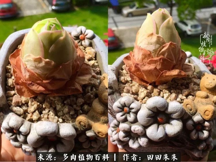 山地玫瑰爆侧芽要怎样养护,适合新手养的山地玫瑰