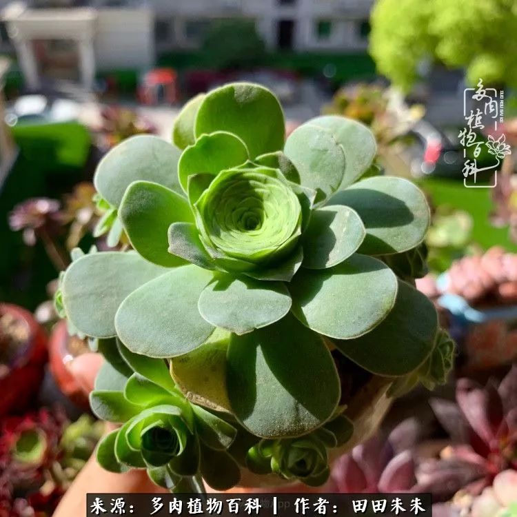 山地玫瑰爆侧芽要怎样养护,适合新手养的山地玫瑰