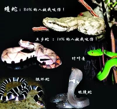蛇咬伤抗毒,湖北毒蛇咬伤