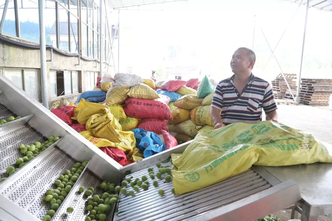 青梅车间,荔波青梅精