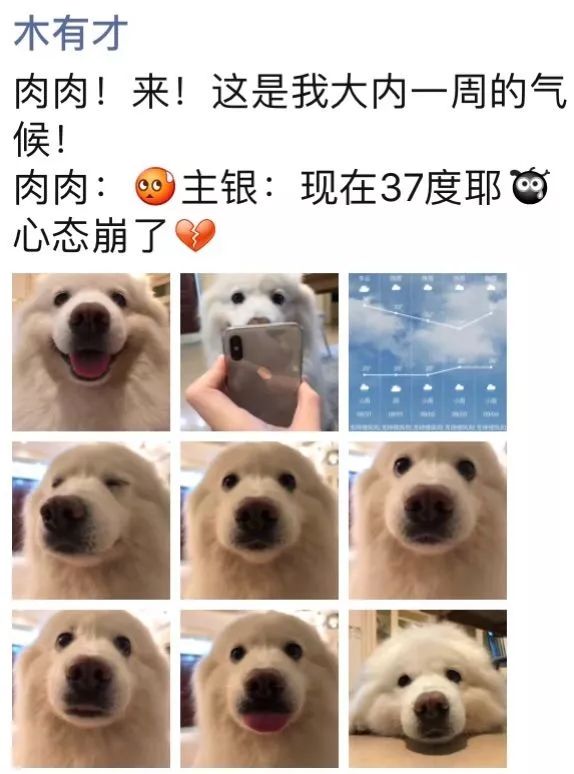 闲聊多肉大军四川“兵团”川南支队养肉记！