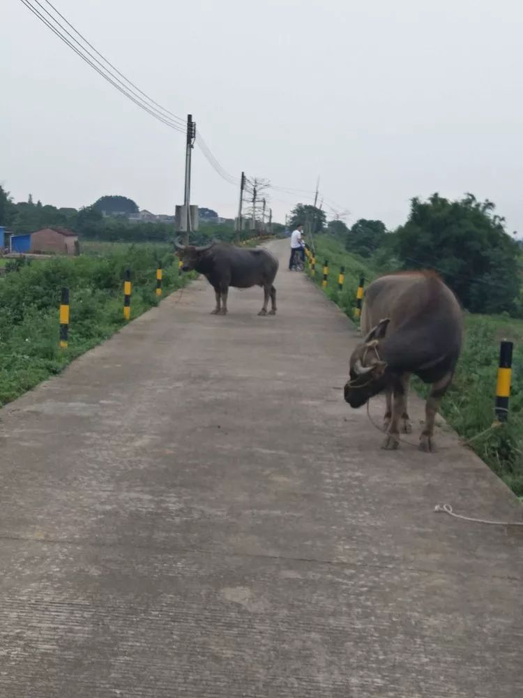 肇庆砚洲岛游记,肇庆自驾一日游砚洲岛