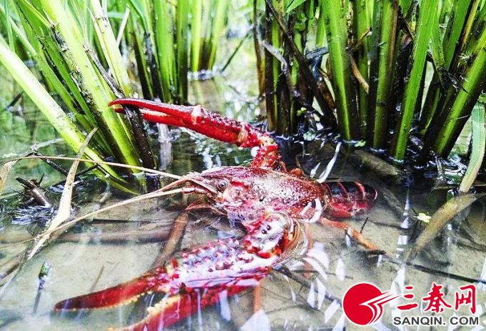 养殖龙虾几月下苗好,五月龙虾正肥时百亩秧苗迎春长