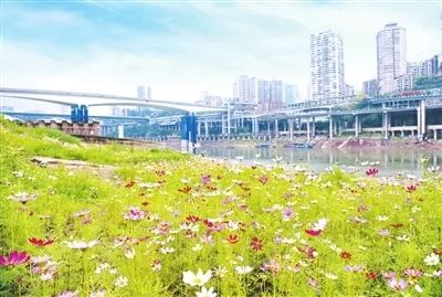渣滓堆“变”花海，江北的颜值又提升了！
