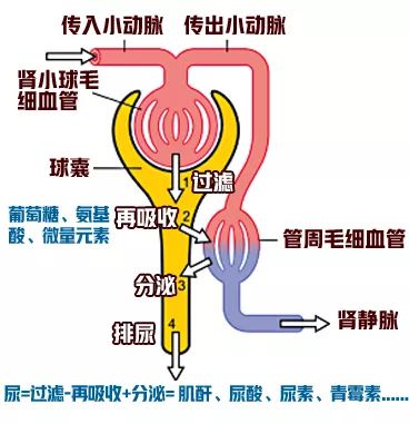 70岁老人补肾最佳方法,50岁男人补肾最快的方法