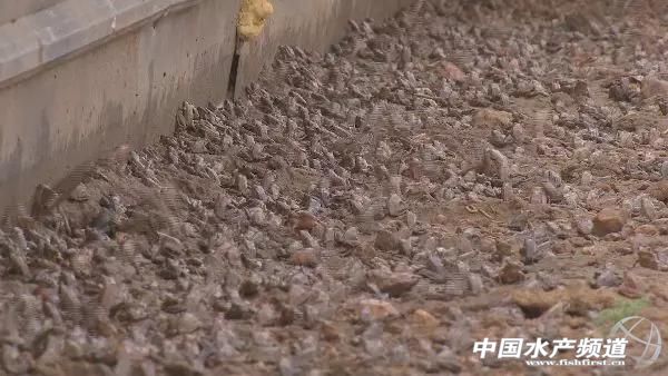 养林蛙的十大忠告,林蛙养殖前景南方养林蛙