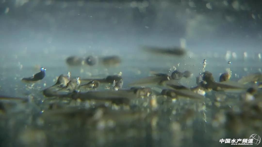 养林蛙的十大忠告,林蛙养殖前景南方养林蛙