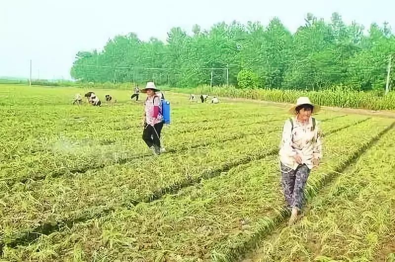 赤霉酸可以缓解除草剂药害吗,碧护能缓解除草剂药害和肥害