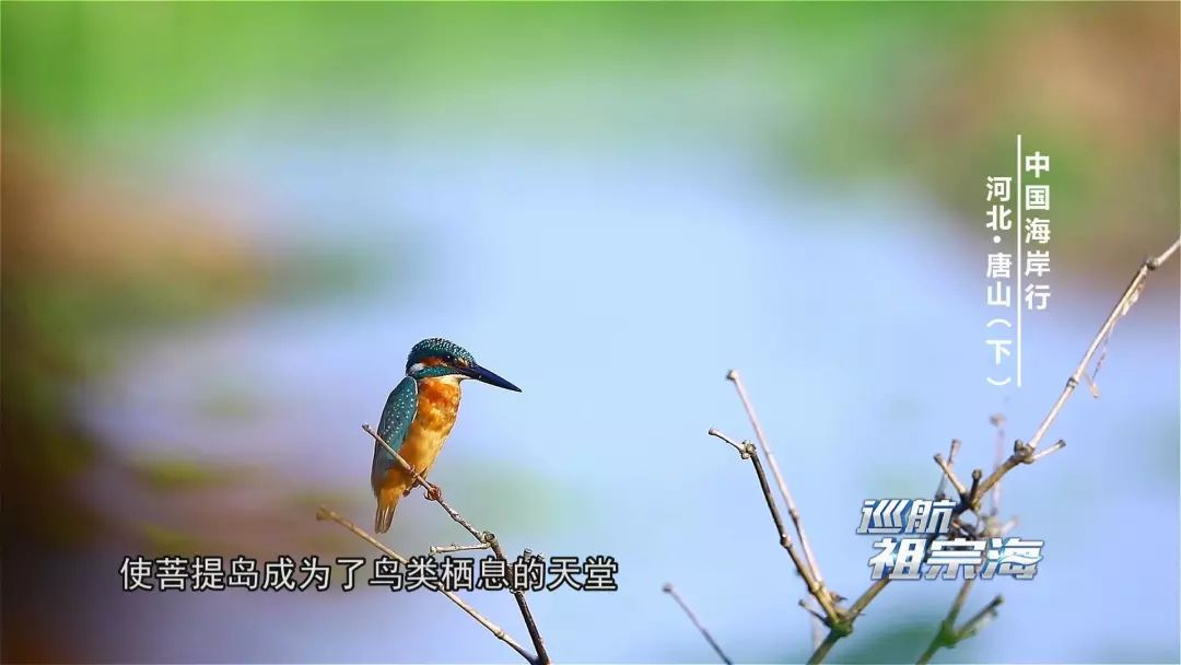 我想去唐山三岛曹妃甸港看看感受下百年“评”韵绽芳华