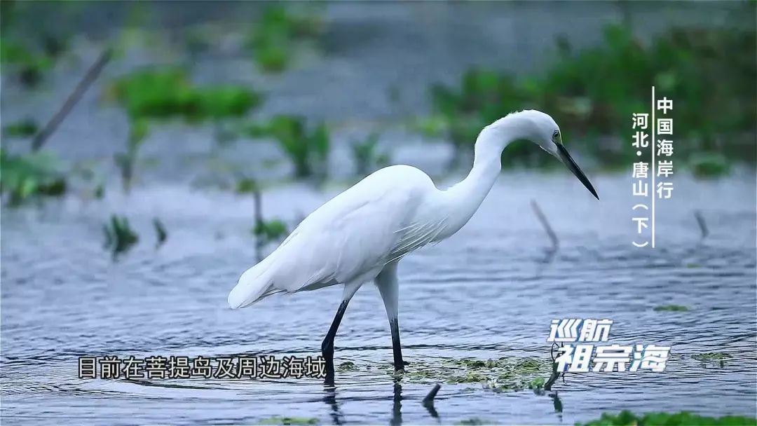 我想去唐山三岛曹妃甸港看看感受下百年“评”韵绽芳华