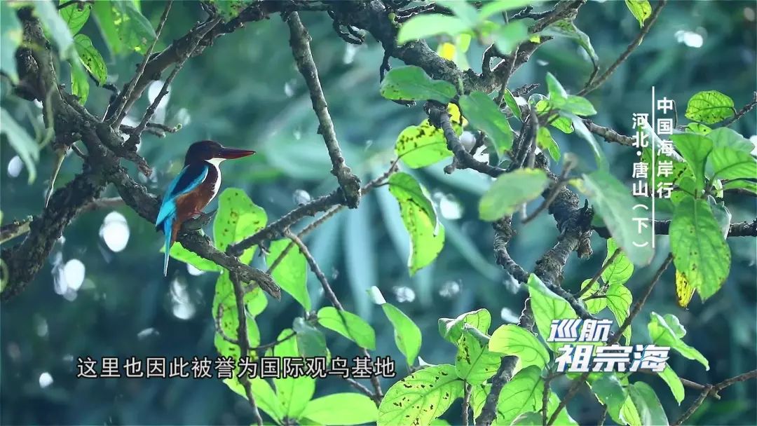 我想去唐山三岛曹妃甸港看看感受下百年“评”韵绽芳华