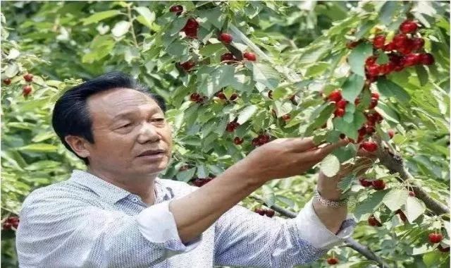 洛阳樱桃桑葚采摘最佳地点,洛阳樱桃桑葚采摘园