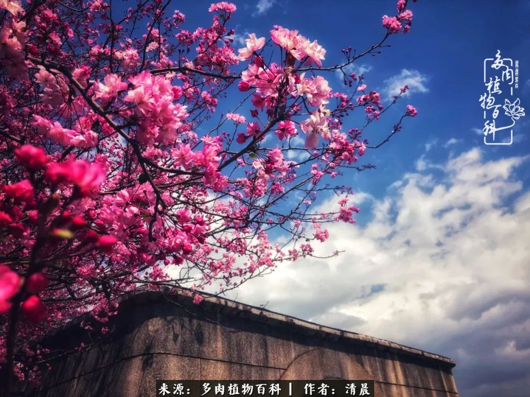 记录多肉开花的美好时光,清晨的多肉图片大全