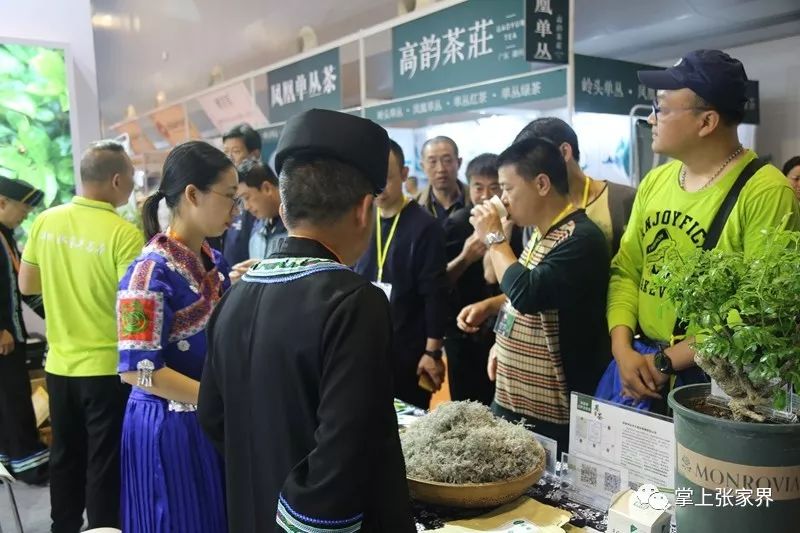 杭州茶博会莓茶是哪种,茶博会莓茶