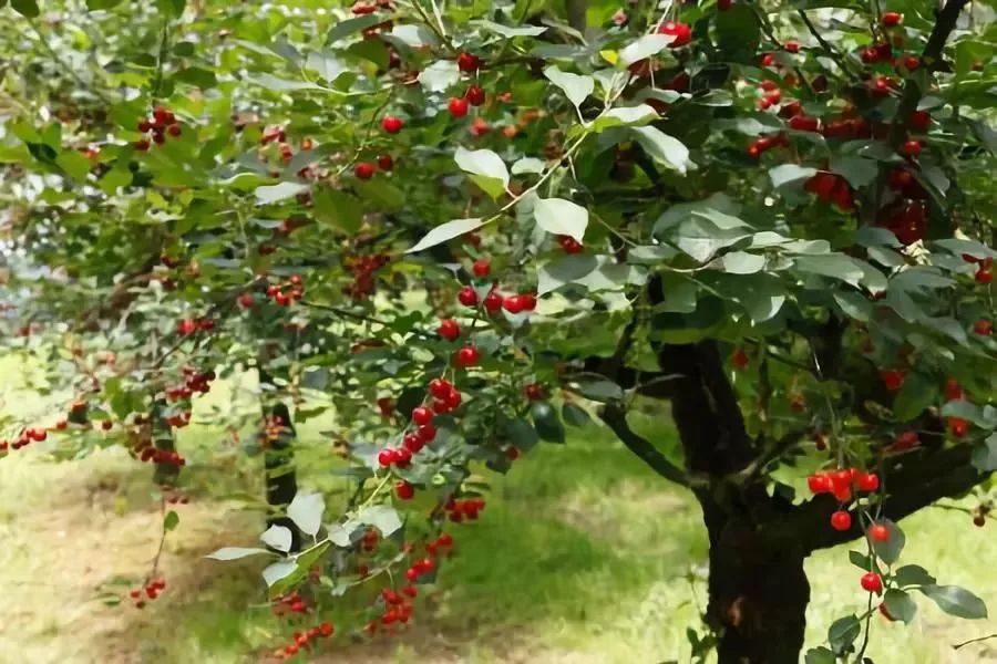 十堰女子骑在树上摘樱桃，结果子宫被切除！还从腹腔取出了...