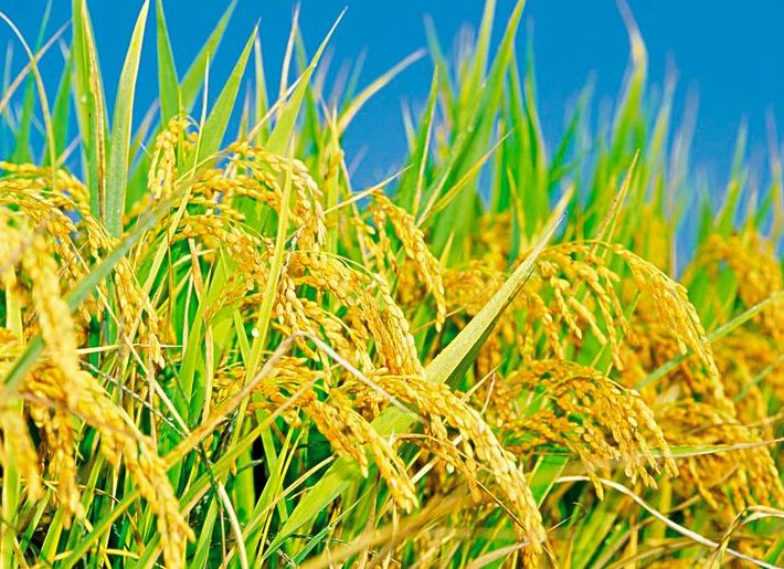 拿什么拯救你的自己,拿什么拯救你歌曲