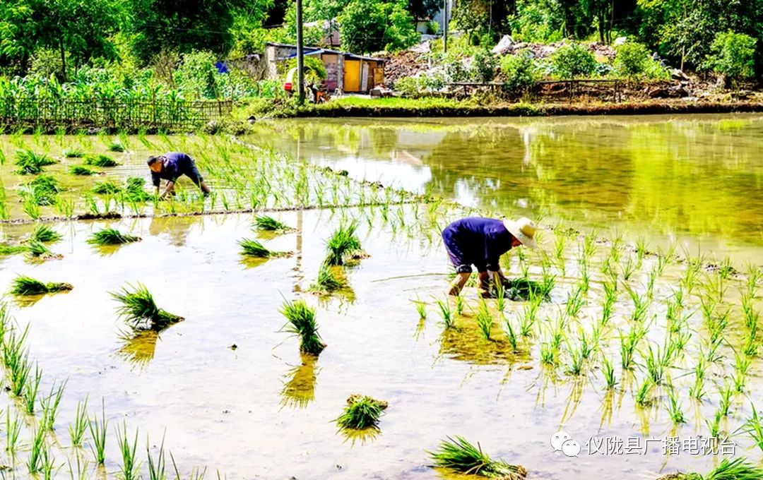 插秧感人的经历,插秧是一年中最重要的事儿
