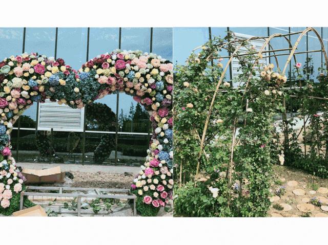 “百合节”开园｜100亩七彩花田，1000000株百合花，等你来