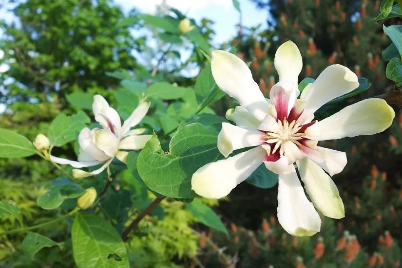 腊梅怎么开花,腊梅开花