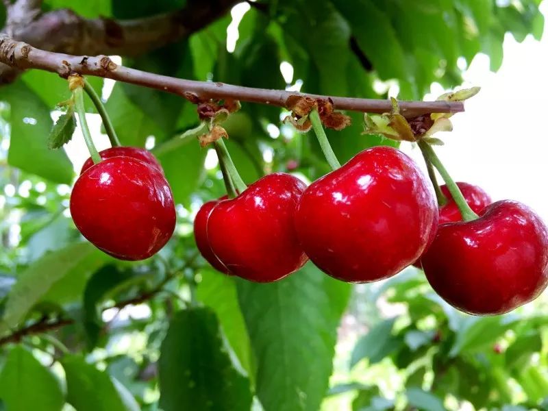 西安樱桃采摘全攻略,西安樱桃采摘时间表