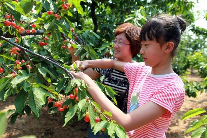 西安樱桃采摘全攻略,西安樱桃采摘时间表