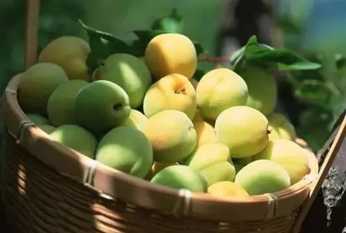 青梅时节的诗词,写梅子的诗句