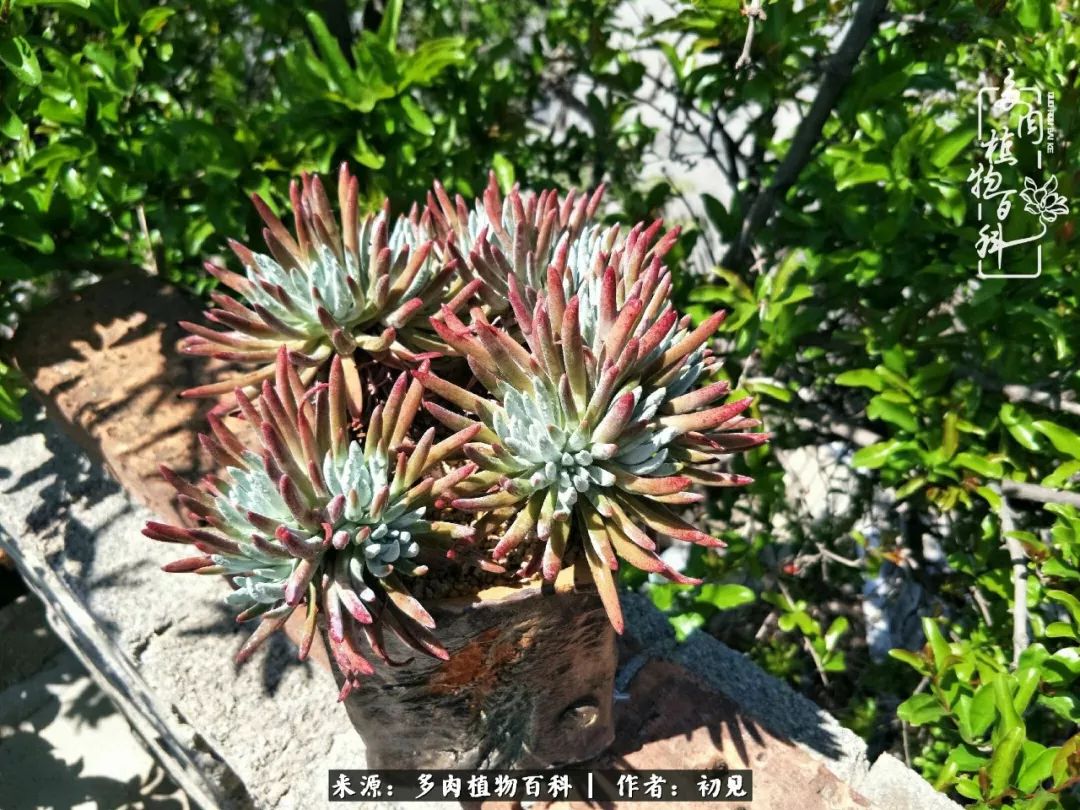 从开始养多肉就对多肉疯狂热爱,多肉美肉控养方法