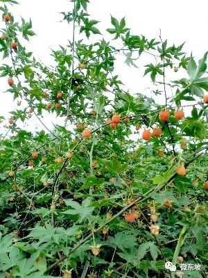 树莓采摘时节,又到了采摘树莓的季节