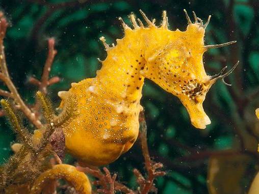 海马入缸几天喂食,海马怎么培植