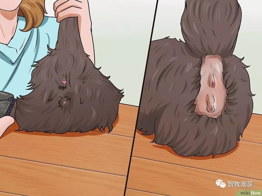 铲屎官如何利用猫毛,给猫剃毛用什么推子比较好