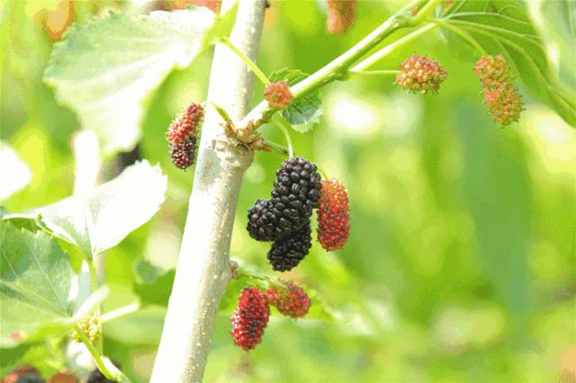 AreYouReady~~~第六届桑果紫酒节火爆来袭！采桑葚，赏演出，如此“葚”好！