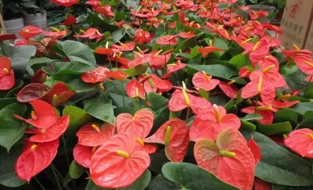 仙人掌养花知识,仙人掌养不死的诀窍