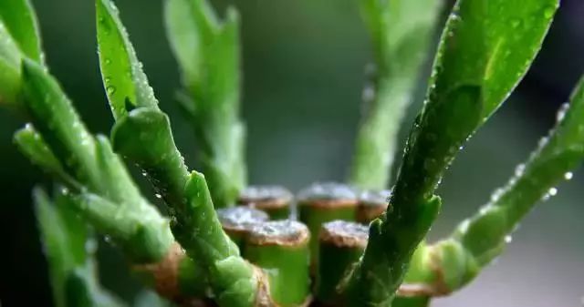 仙人掌养花知识,仙人掌养不死的诀窍