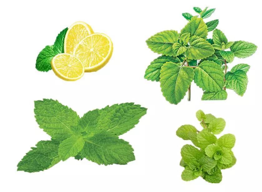 枸杞菊花金银花养生茶不能乱喝,金银花菊花枸杞茶喝多了有啥影响