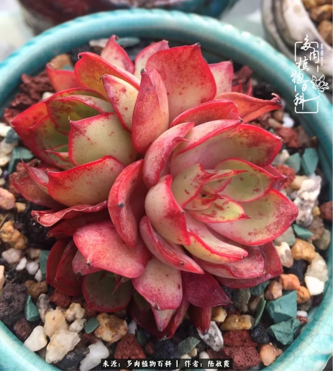 往后余生与花草相伴,往后余生与健康相伴